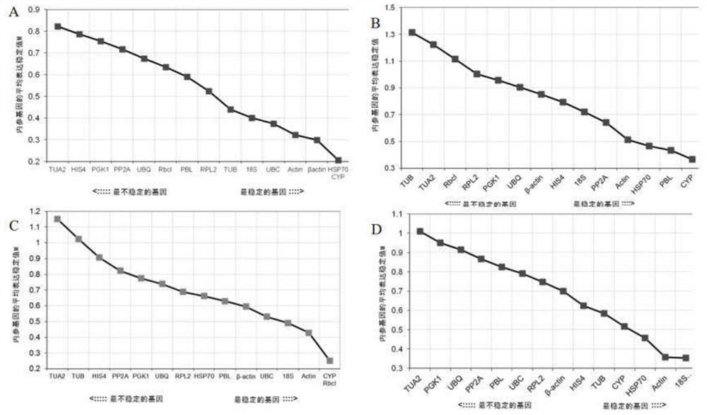 Cryptomeria fortunei fluorescent quantitative internal reference gene under abiotic stress and special primer and application thereof