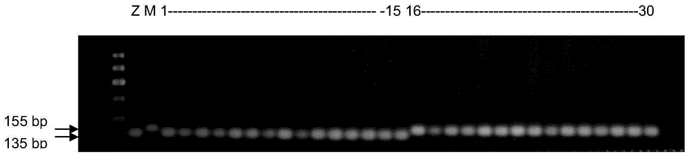 Function-specific molecular markers of rice high-yield allele gy6