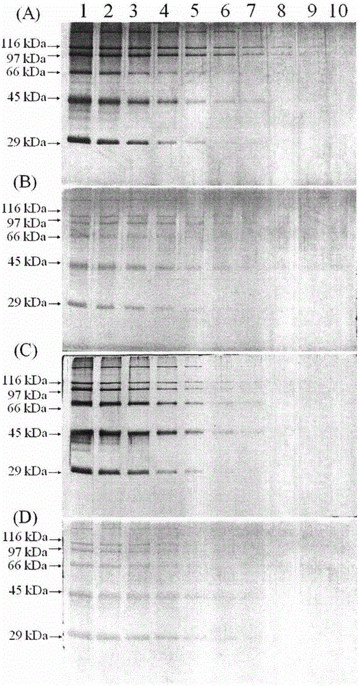 2',7'-dichlorofluorescein and application of derivative thereof in protein detection