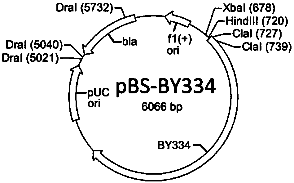 Acarbose-producing engineered bacterial strain, and preparation method and application thereof