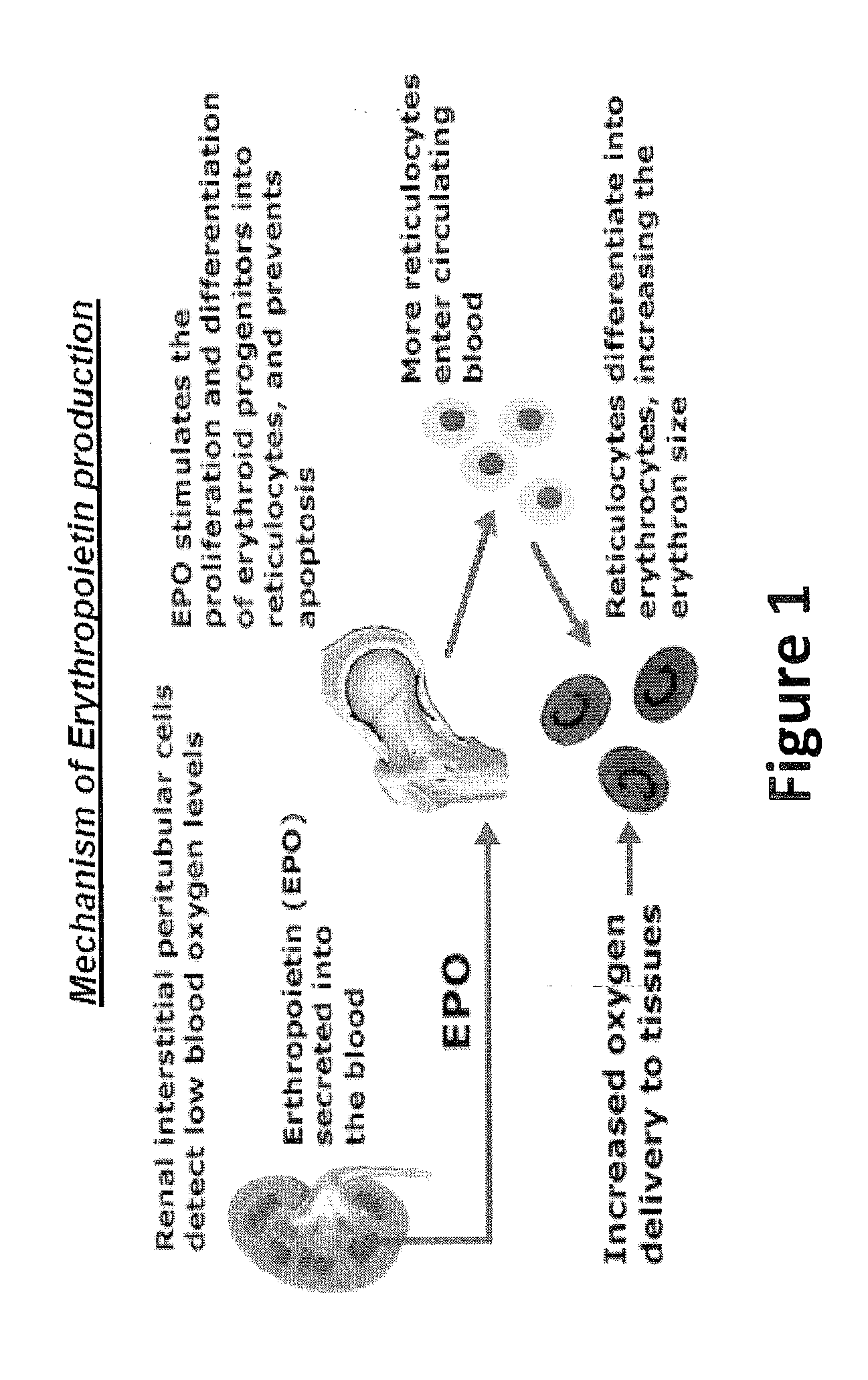 Selective cell therapy for the treatment of renal failure