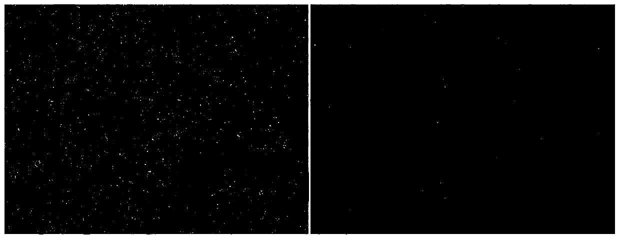 In-vitro establishing method of acipenser ruthenus theca cell line and reagents applied to acipenser ruthenus theca cell line preparation