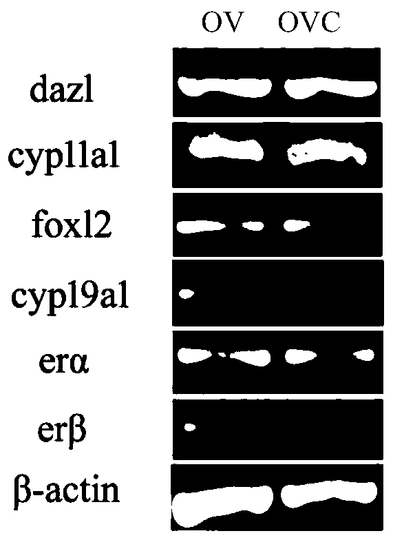 In-vitro establishing method of acipenser ruthenus theca cell line and reagents applied to acipenser ruthenus theca cell line preparation