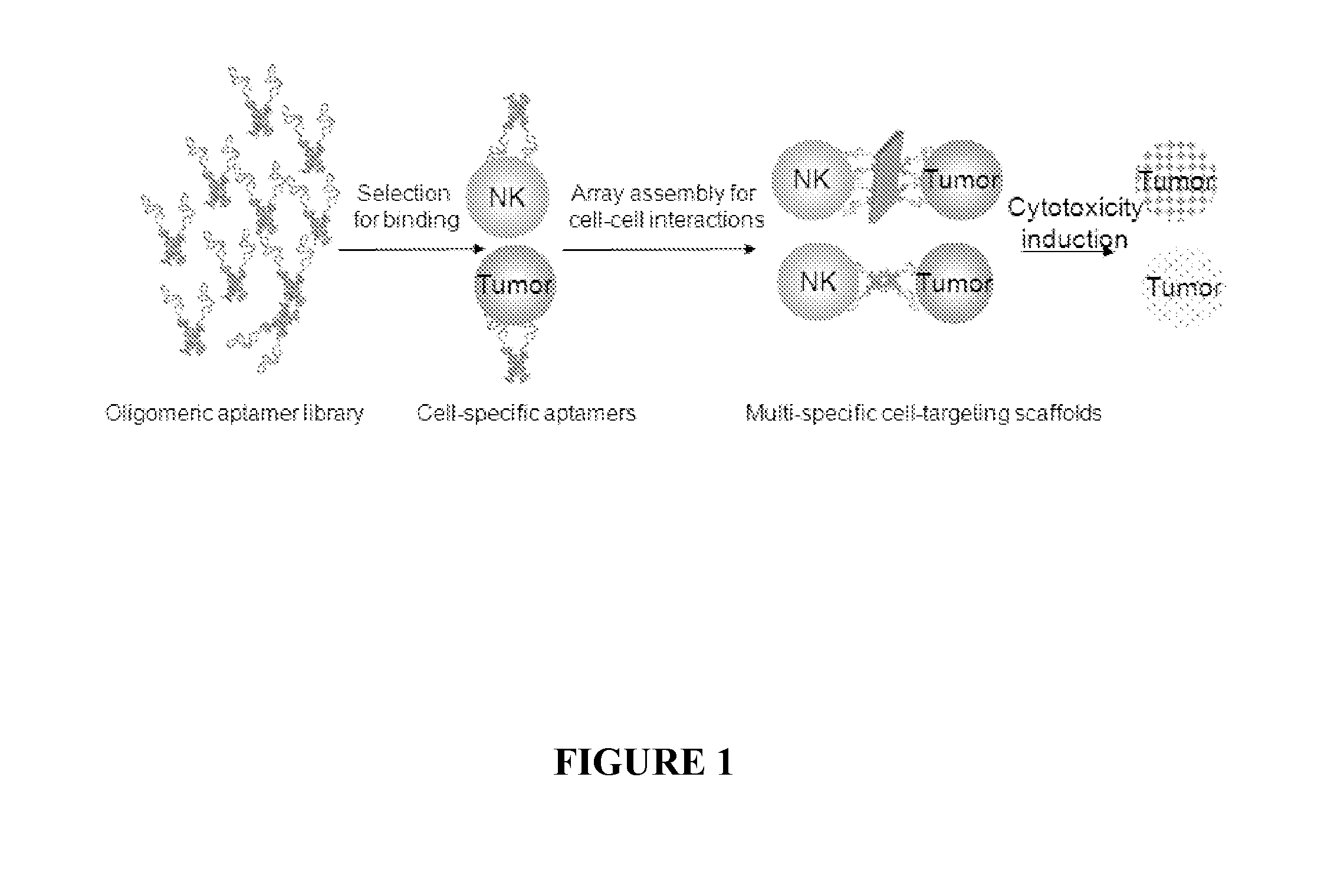 Novel DNA Nanostructures that Promote Cell-Cell Interaction and Use Thereof