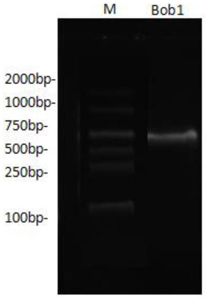 Natural blueberry yeast Bob1 as well as screening method and application thereof