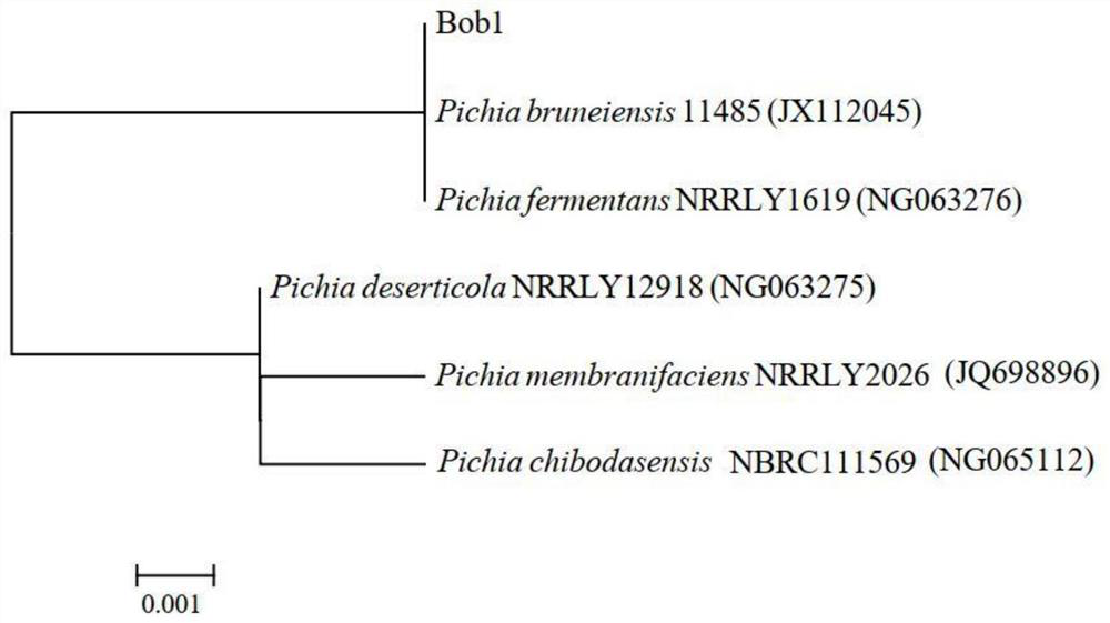 Natural blueberry yeast Bob1 as well as screening method and application thereof