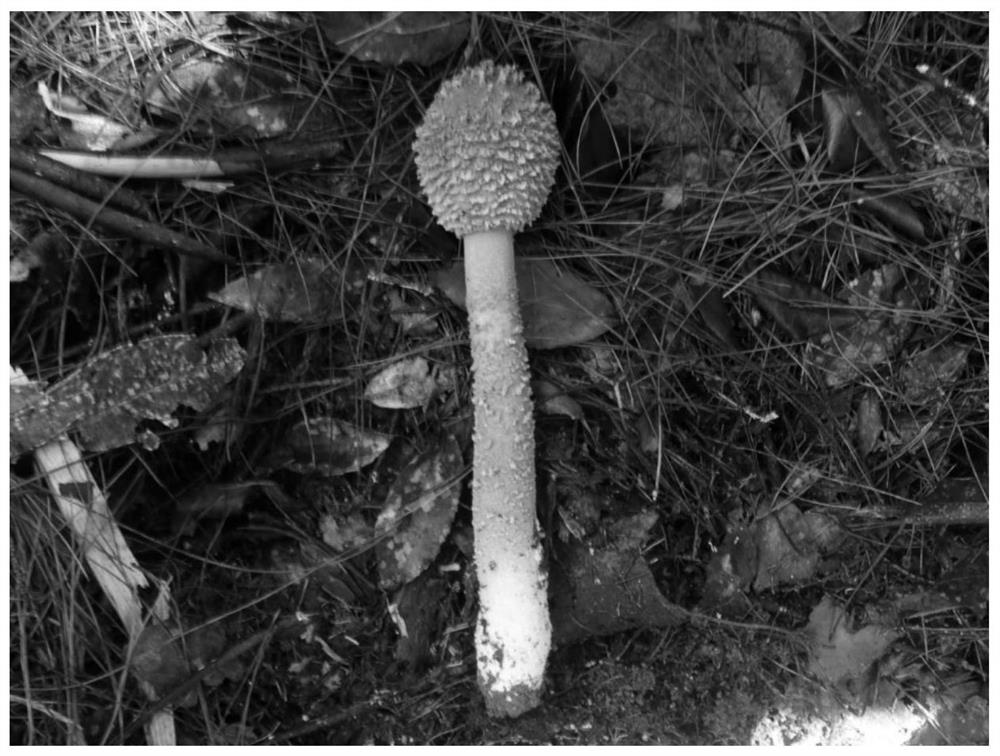 Nucleic acid molecular primer, method and kit for identifying Chinese amanita