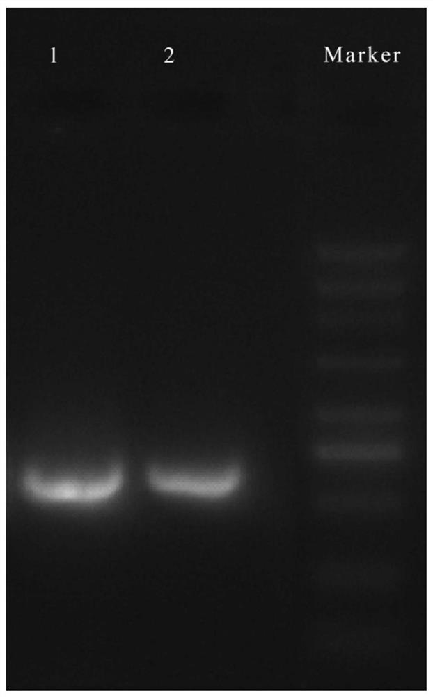 Nucleic acid molecular primer, method and kit for identifying Chinese amanita