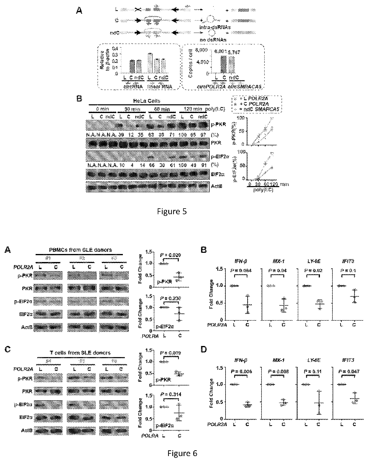 Application of circular RNA in preparing drug for treating systemic lupus erythematosus