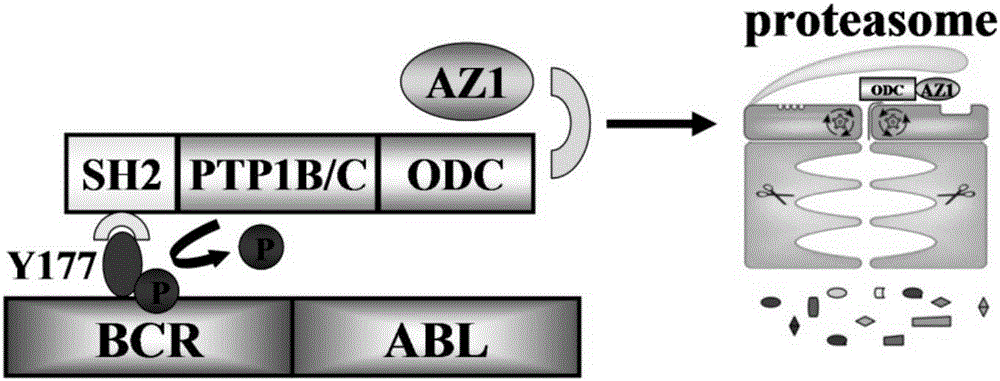 System and method for killing chronic myelogenous leukemia drug-resistant cells