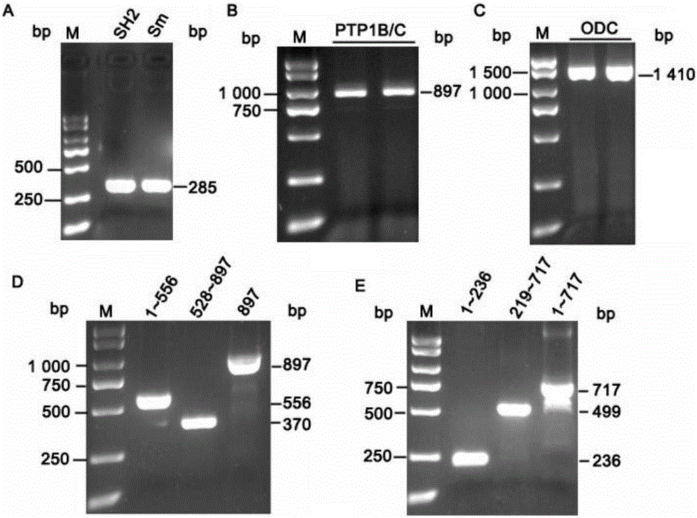 System and method for killing chronic myelogenous leukemia drug-resistant cells