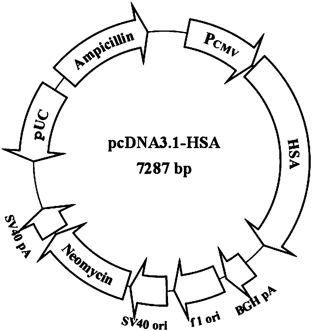 Fusion protein of thrombopoietin and preparation method and application thereof