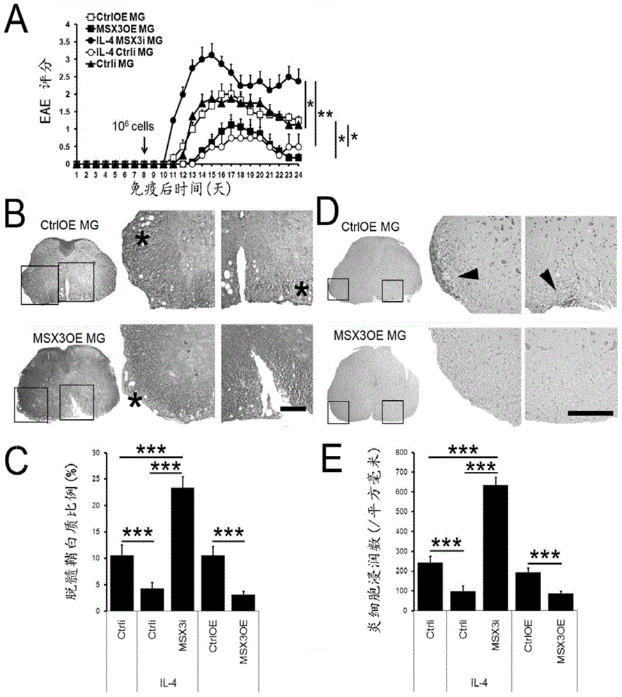 Method of specifically inducing microglial cell selective polarization with MSX3 gene and application of same