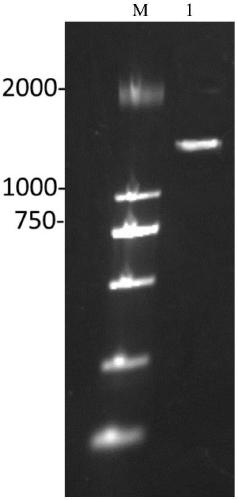 Marine low-temperature MDH (malate dehydrogenase) gene and recombinant expression vector thereof