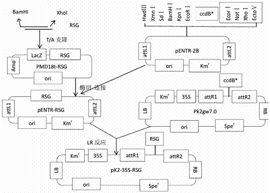 Plant expression vector of tobacco gibberellin synthetic transcription regulator gene and its application