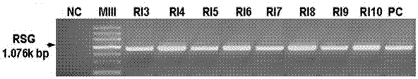 Plant expression vector of tobacco gibberellin synthetic transcription regulator gene and its application