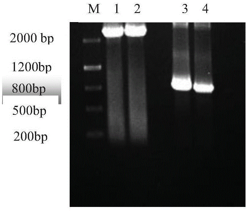 Anti-p185&lt;erbB2&gt; human-mouse chimeric antibody ChAb26, mammary gland specific expression vectors, transgenic FVB mouse, and preparation method of transgenic FVB mouse