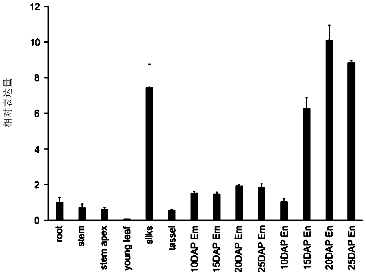 Application of maize zmgft1 gene in increasing folic acid content in plants