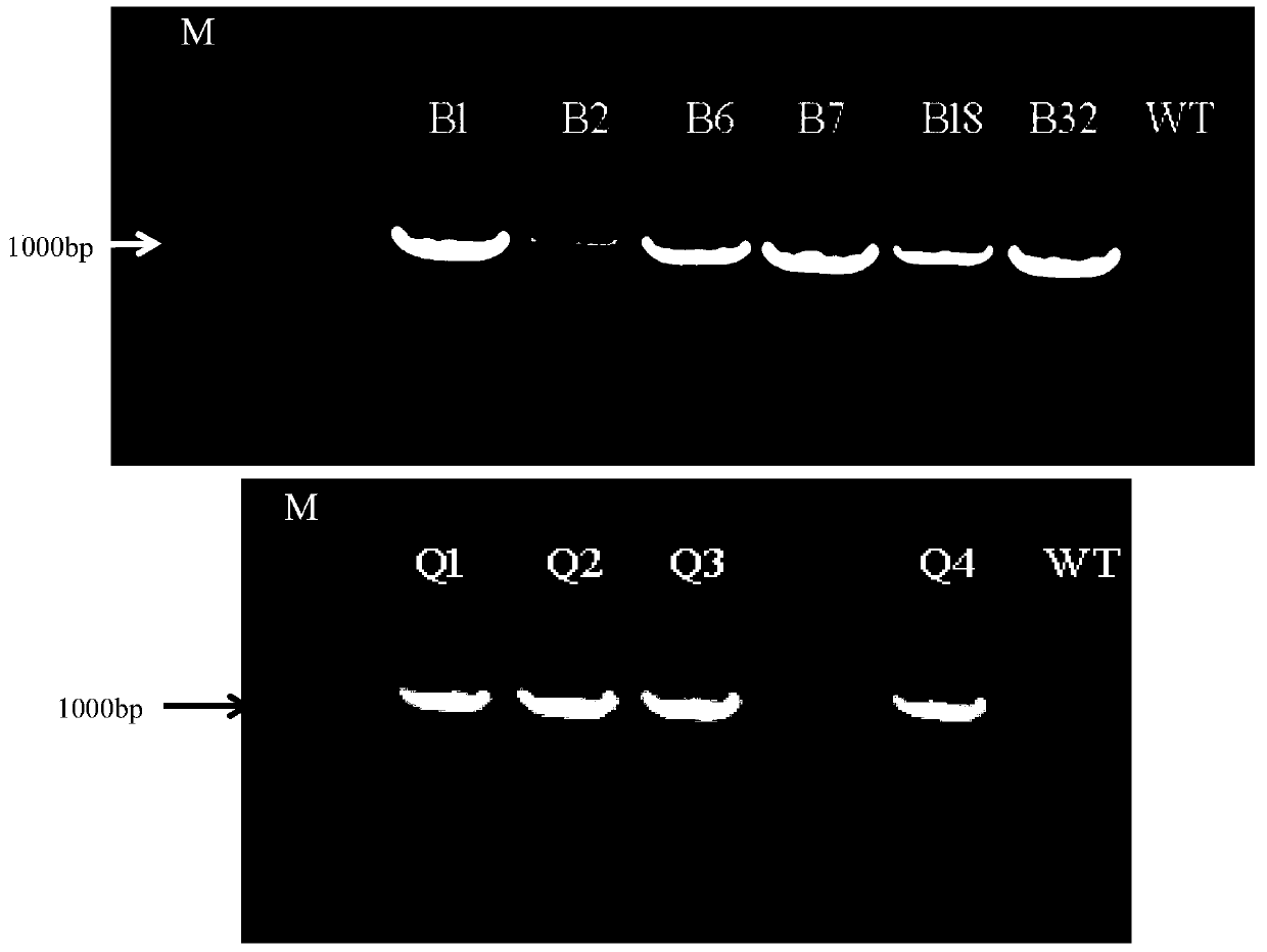 Application of maize zmgft1 gene in increasing folic acid content in plants