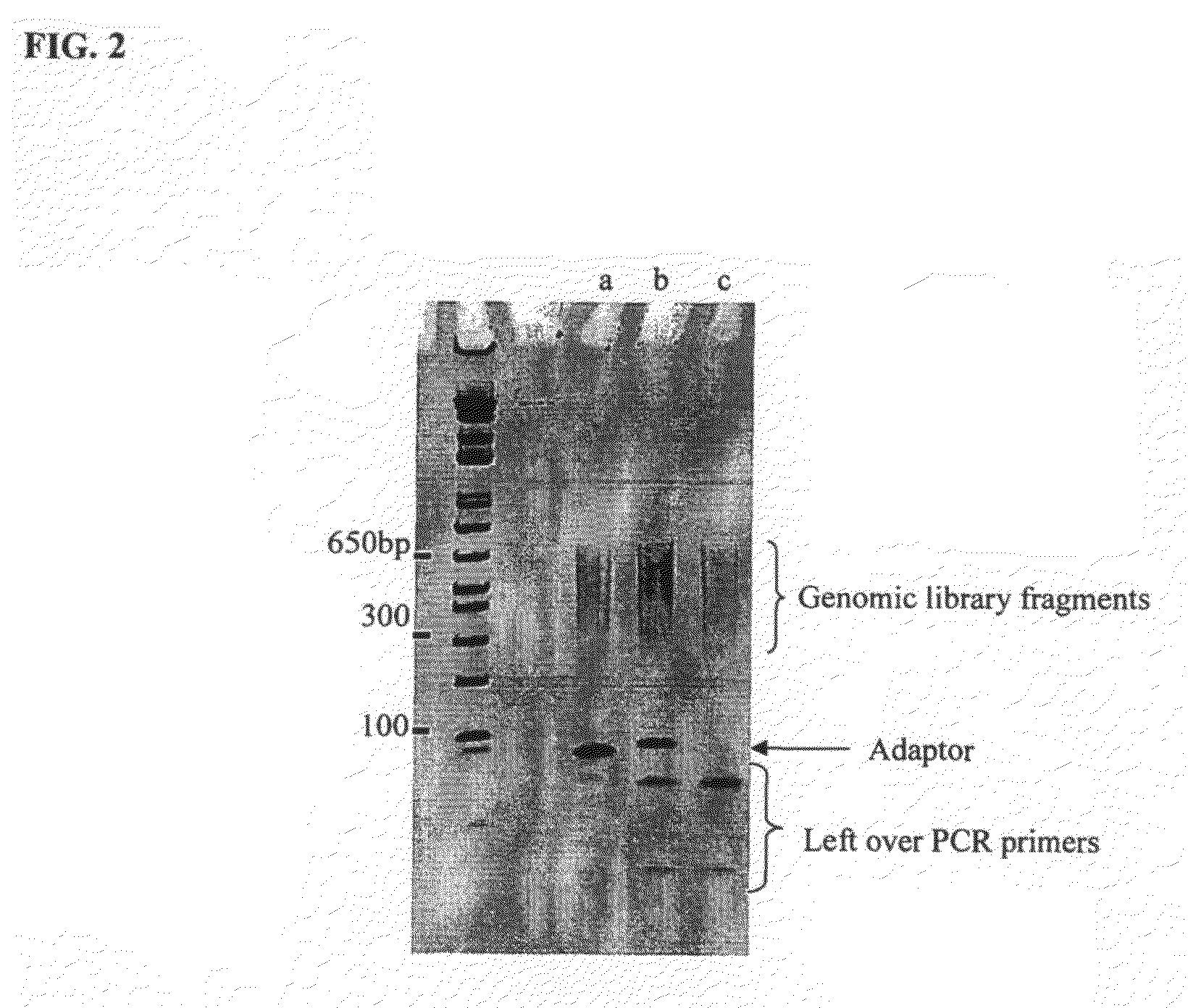 Method of library preparation avoiding the formation of adaptor dimers