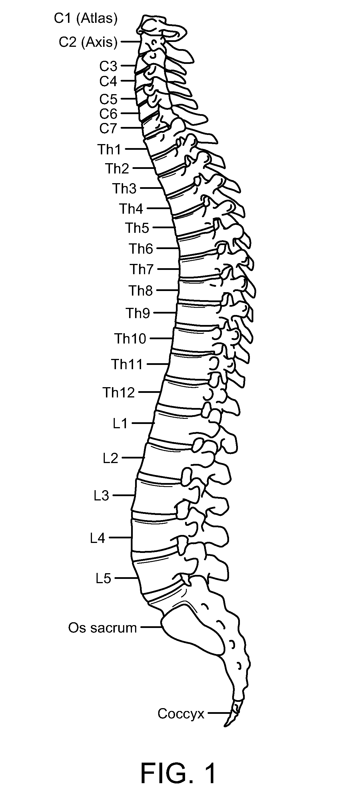 Human Surrogate Neck Model