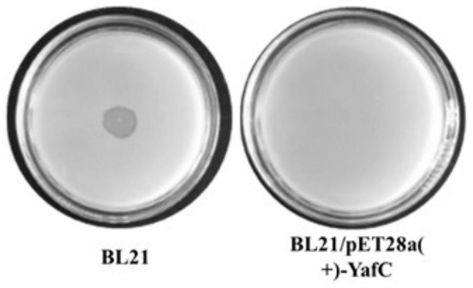 Construction and application of a phage-resistant Escherichia coli chassis cell