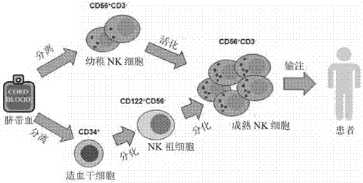 In-vitro expansion method, kit and application of umbilical cord blood NK (nature killer) cells