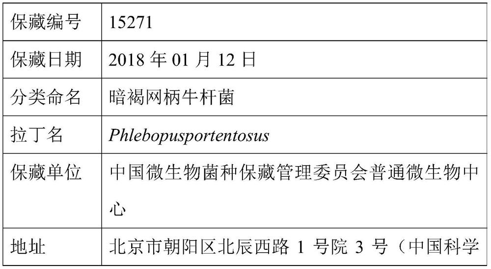 A black boletus bacterial strain and domestication method thereof