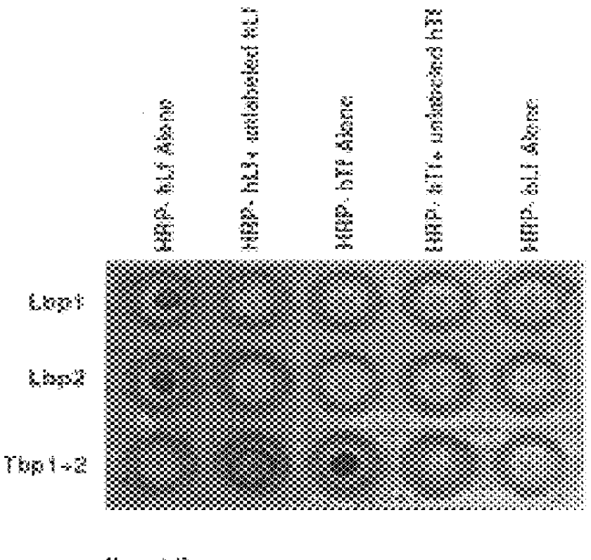 Lactoferrin receptor protein