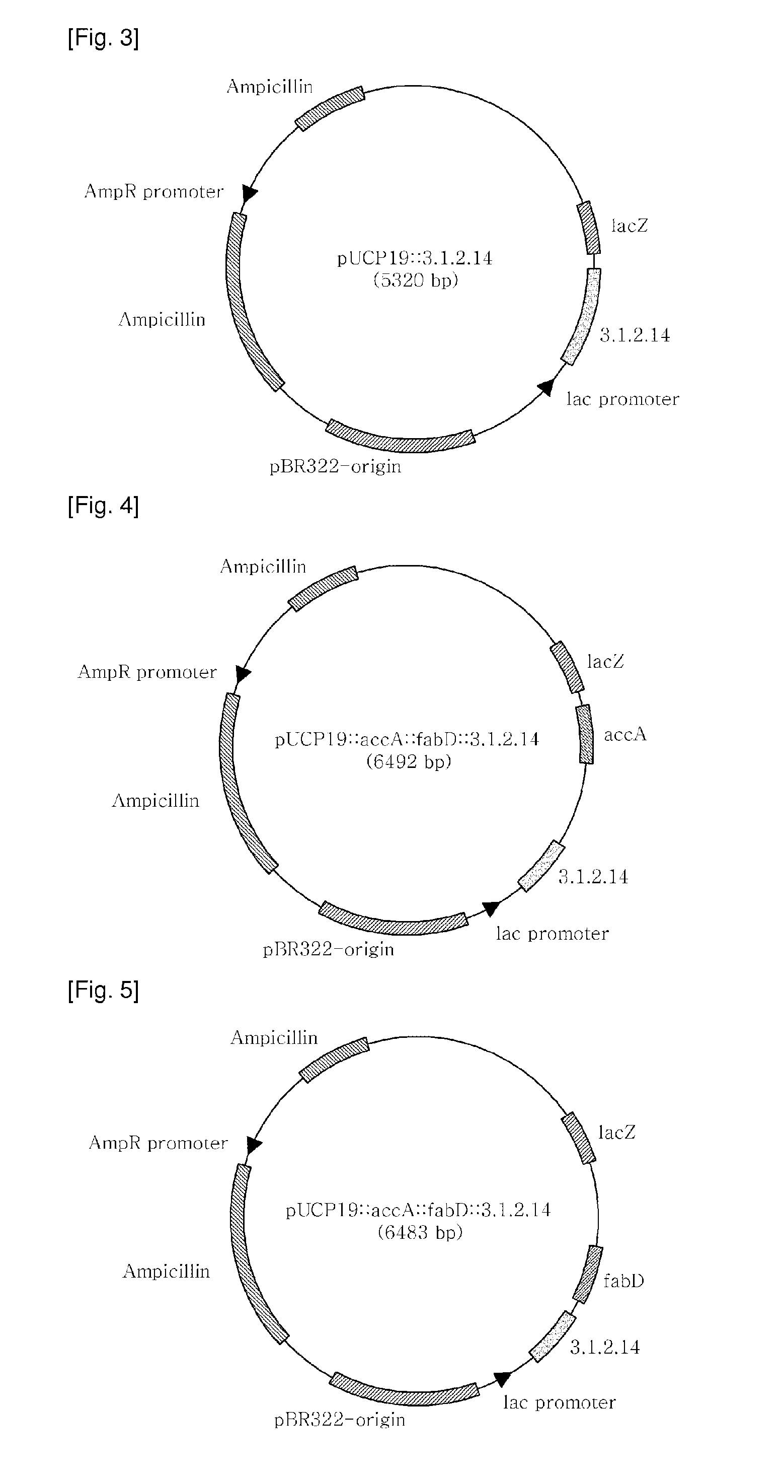 Pseudomonas aeruginosa strain developed for improving fatty acid content, and method of manufacturing the same