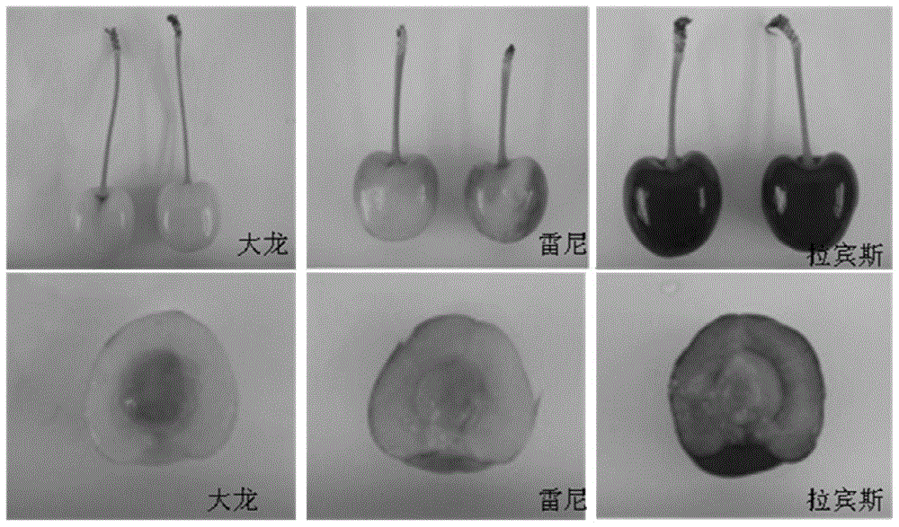 A Molecular Approach to Differentiate Cherry Fruit Color