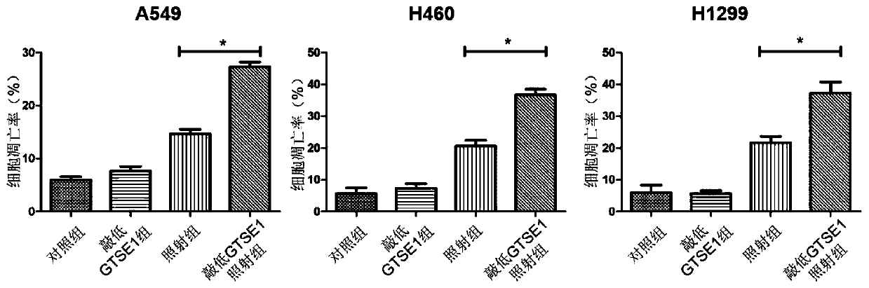 Application of reagent for inhibiting or down-regulating expression of GTSE1 gene in preparation of tumor radiotherapy sensitization drug
