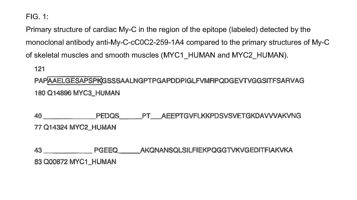 Hybridoma cell lines (My-C-cC0C2-259-1 A4) and use thereof for producing a monoclonal antibody against human cardiac myosin binding protein C (C-protein, MYBPC3, cMyBP-C or My-C)