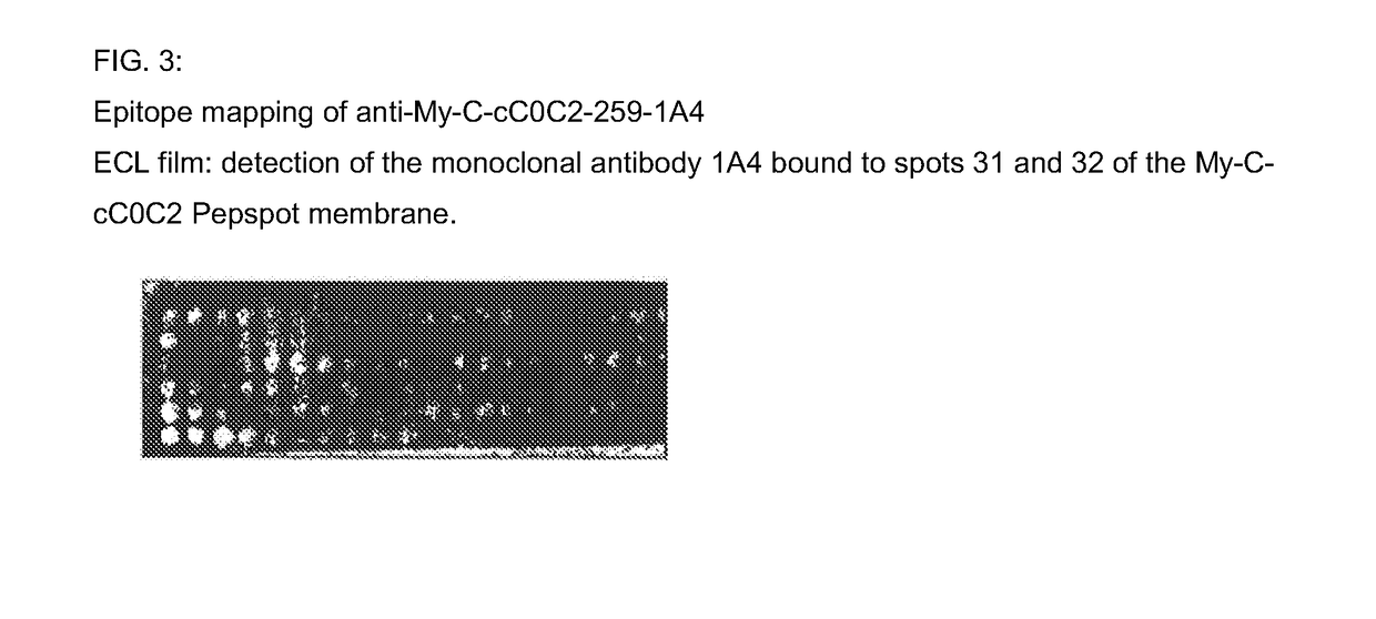 Hybridoma cell lines (My-C-cC0C2-259-1 A4) and use thereof for producing a monoclonal antibody against human cardiac myosin binding protein C (C-protein, MYBPC3, cMyBP-C or My-C)