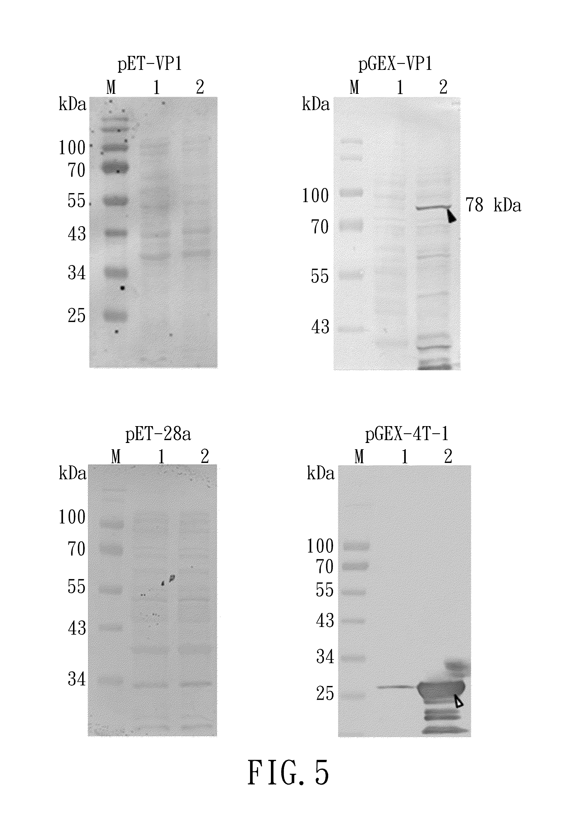 Nucleic acid construct, recombinant vector, and recombinant e. coli producing chicken anemia virus vp1 protein