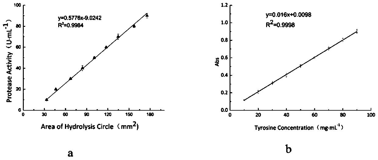 Application of casein plate method in quantitative analysis of protease activity
