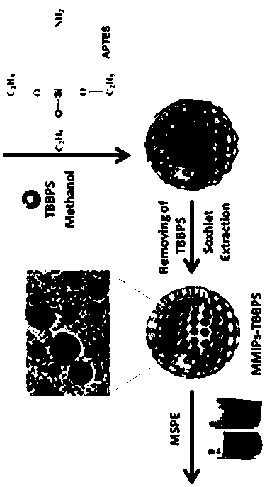 Preparation of superparamagnetic core-shell mesoporous molecularly imprinted polymers and their application as solid-phase extraction agents