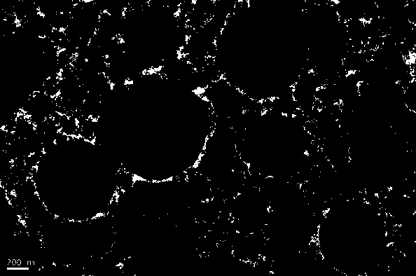 Preparation of superparamagnetic core-shell mesoporous molecularly imprinted polymers and their application as solid-phase extraction agents