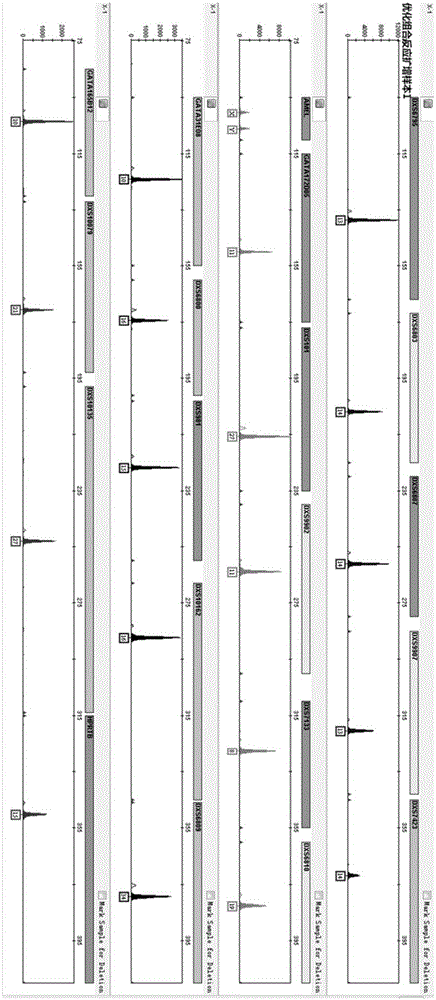 Human X-chromosome composite amplification system composed of 20 short serially-connected repetitive sequences and applications thereof
