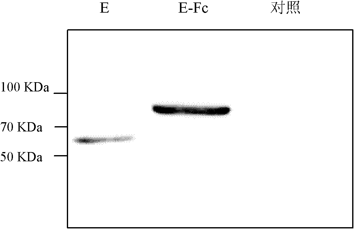 Fusion protein of tick-borne encephalitis virus envelop E protein and human antibody Fc fragment, and application thereof