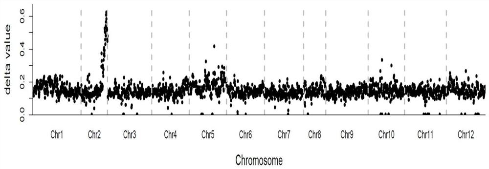 SNP Molecular Markers of Pepper Ripening and Its Application