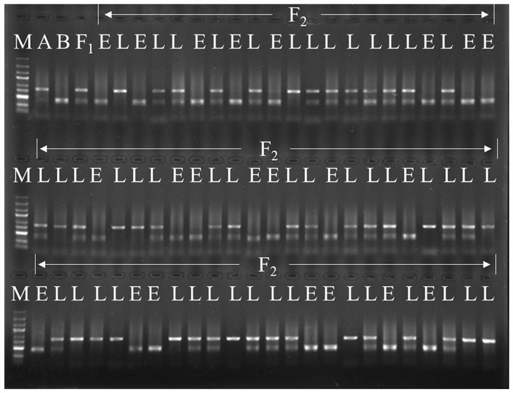 SNP Molecular Markers of Pepper Ripening and Its Application