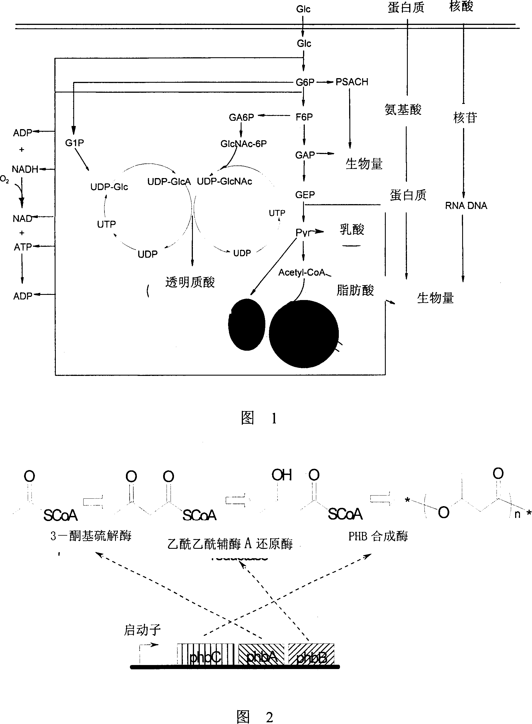 Method for producing hyaluronic acid and its special strain