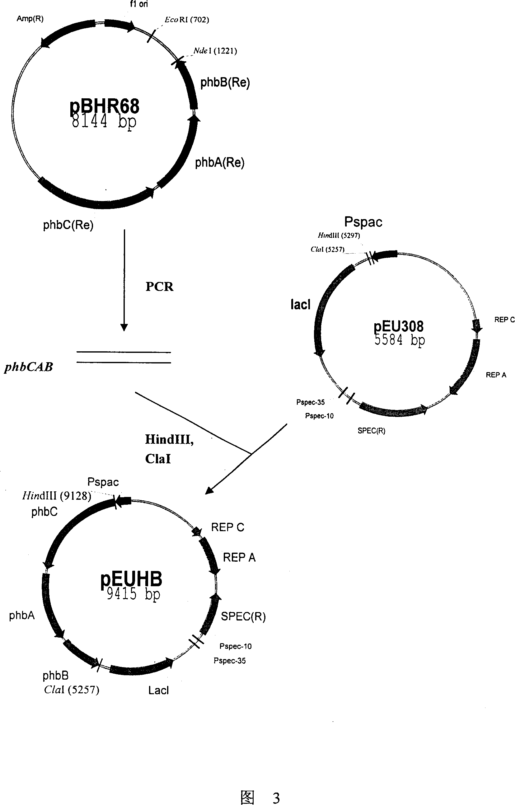 Method for producing hyaluronic acid and its special strain