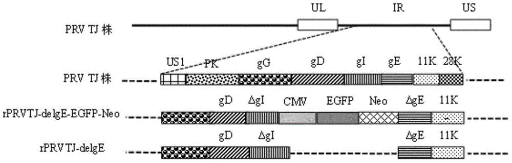 Double gene-deleted strain of pseudorabies virus variant, construction method and application thereof