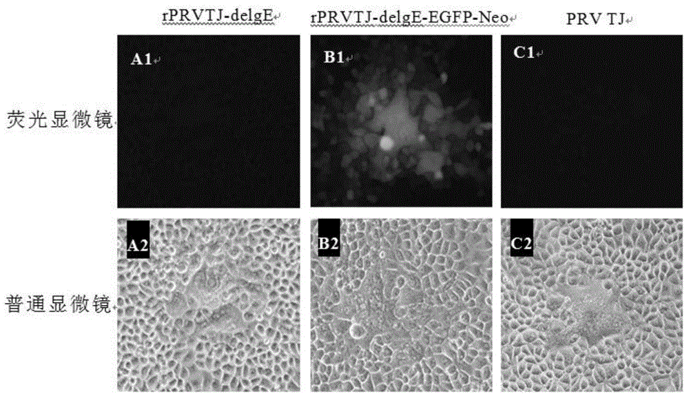 Double gene-deleted strain of pseudorabies virus variant, construction method and application thereof