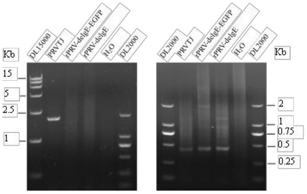 Double gene-deleted strain of pseudorabies virus variant, construction method and application thereof