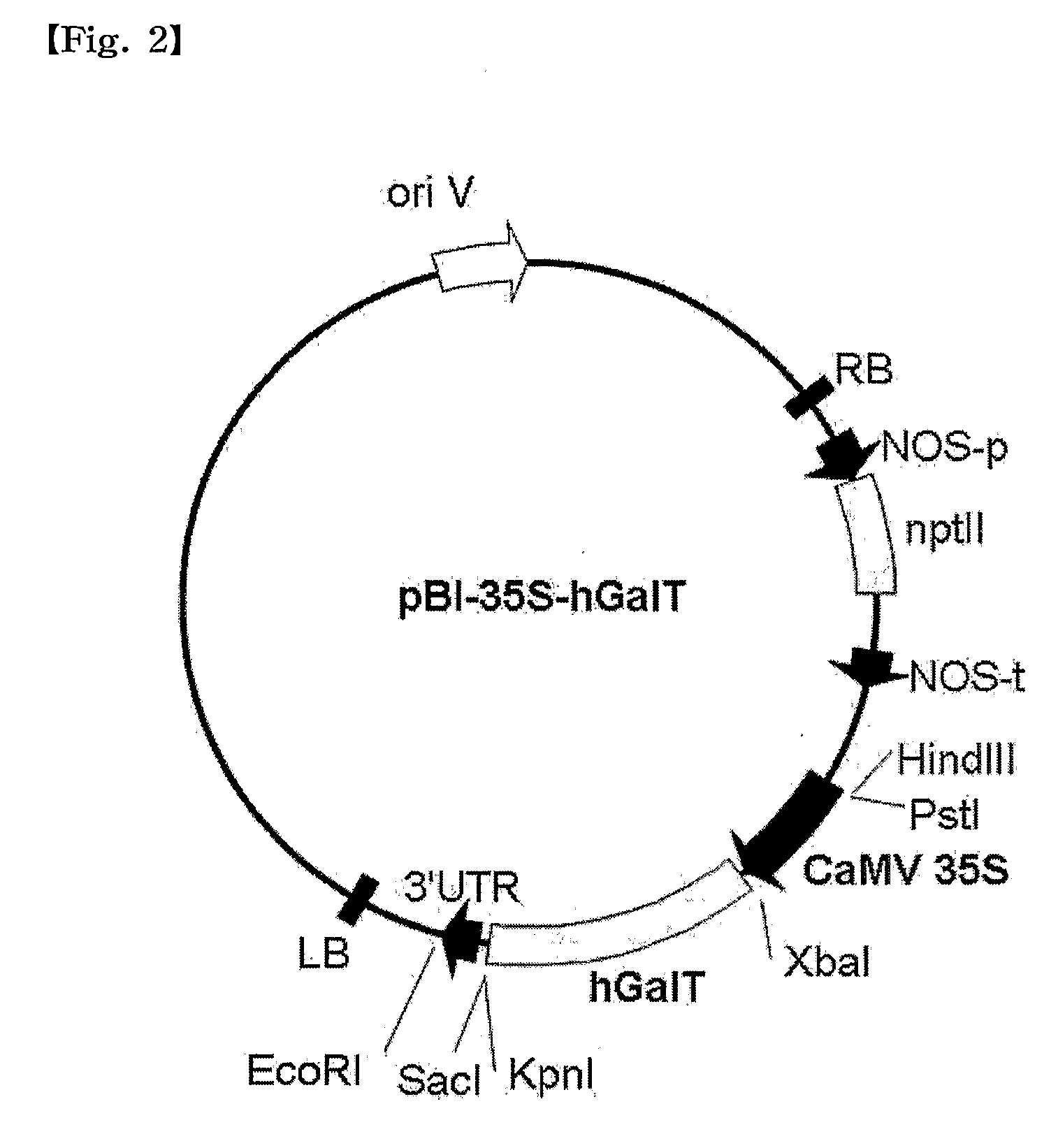 Plant Recombinant Human CTLA4IG and a Method for Producing the Same