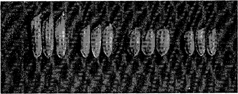 Method for improving seed production efficiency of hybrid rice through large-scale improvement of restorer seeds