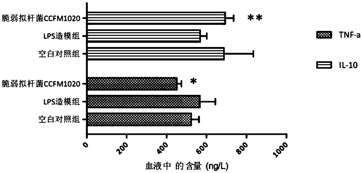 Bacteroides fragilis capable of relieving endotoxin infection as well as application thereof